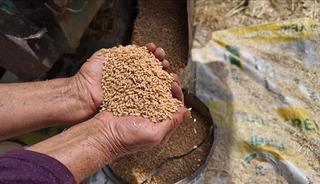 TMO yem sekt&ouml;r&uuml;ne y&ouml;nelik ilave stokları satışa sundu