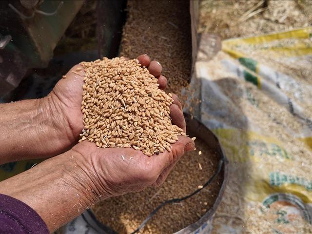 TMO yem sekt&ouml;r&uuml;ne y&ouml;nelik ilave stokları satışa sundu