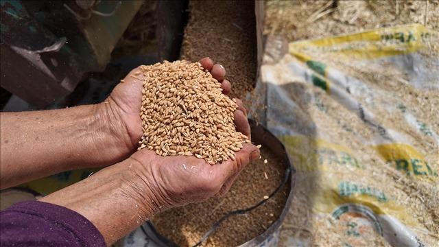 TMO yem sektörüne yönelik ilave stokları satışa sundu