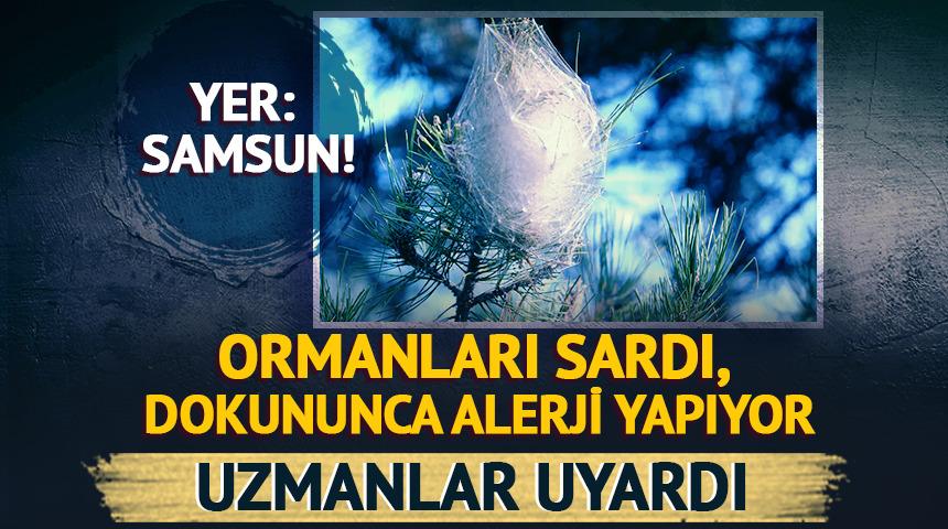 Yer: Samsun! Ormanları sardı, dokununca alerji yapıyor