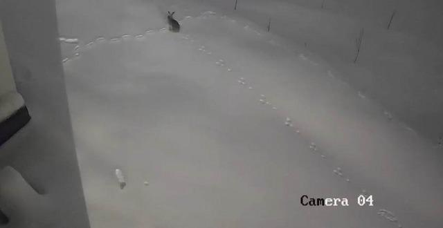 Elazığ&rsquo;da a&ccedil; kalan yaban hayvanları k&ouml;ye indi 1