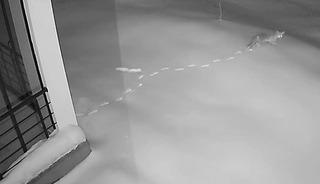 Elazığ&rsquo;da a&ccedil; kalan yaban hayvanları k&ouml;ye indi