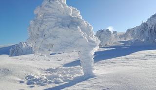 Karla kaplı yaylada ağa&ccedil;lar buz tuttu