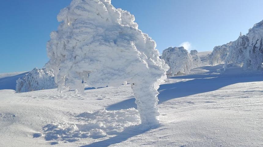 Karla kaplı yaylada ağa&ccedil;lar buz tuttu