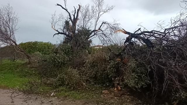 Manavgat&rsquo;ta hortum 300 d&ouml;n&uuml;ml&uuml;k alanda seraları yerle bir etti 8