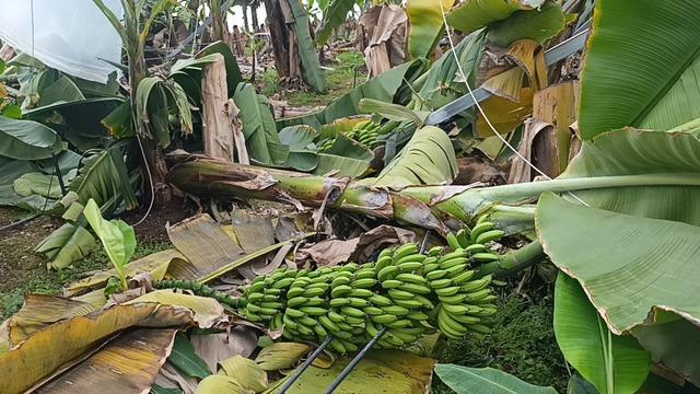 Manavgat&rsquo;ta hortum 300 d&ouml;n&uuml;ml&uuml;k alanda seraları yerle bir etti 5