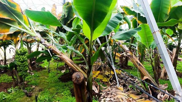 Manavgat&rsquo;ta hortum 300 d&ouml;n&uuml;ml&uuml;k alanda seraları yerle bir etti 3