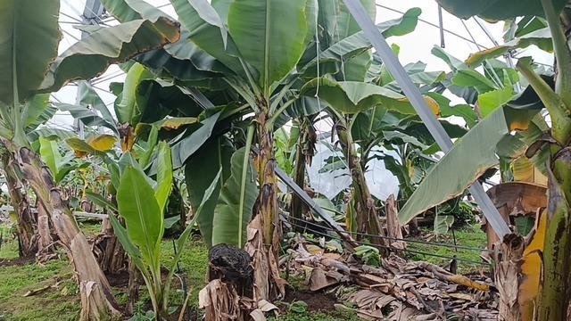 Manavgat&rsquo;ta hortum 300 d&ouml;n&uuml;ml&uuml;k alanda seraları yerle bir etti 2