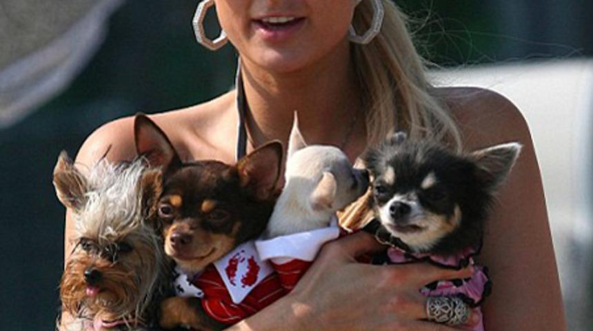 Yeni trend: kucakta kedi taşıma!