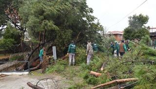 Devrilen &ccedil;am ağacı dereyi tıkadı, ekipler alarma ge&ccedil;ti