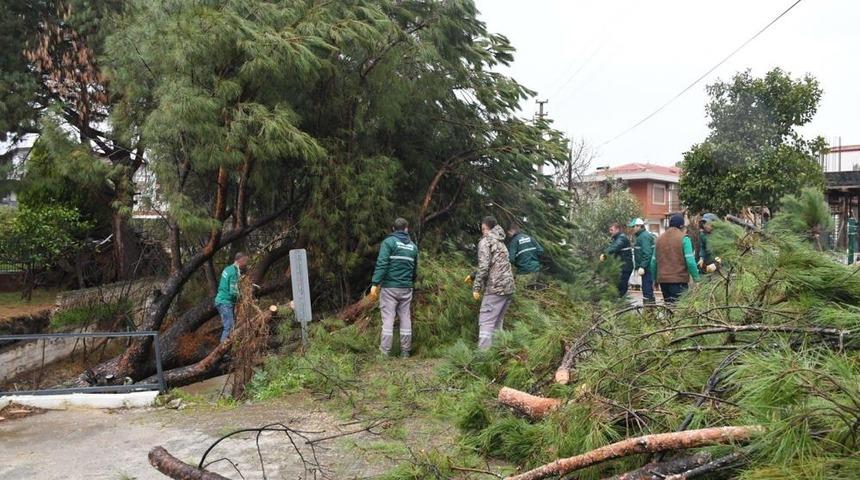 Kuşadası&rsquo;nda dereye devrilen &ccedil;am ağacı dere yatağını tıkadı, belediye ekipleri seferber oldu