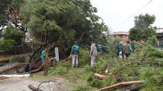 Kuşadası’nda dereye devrilen çam ağacı dere yatağını tıkadı, belediye ekipleri seferber oldu