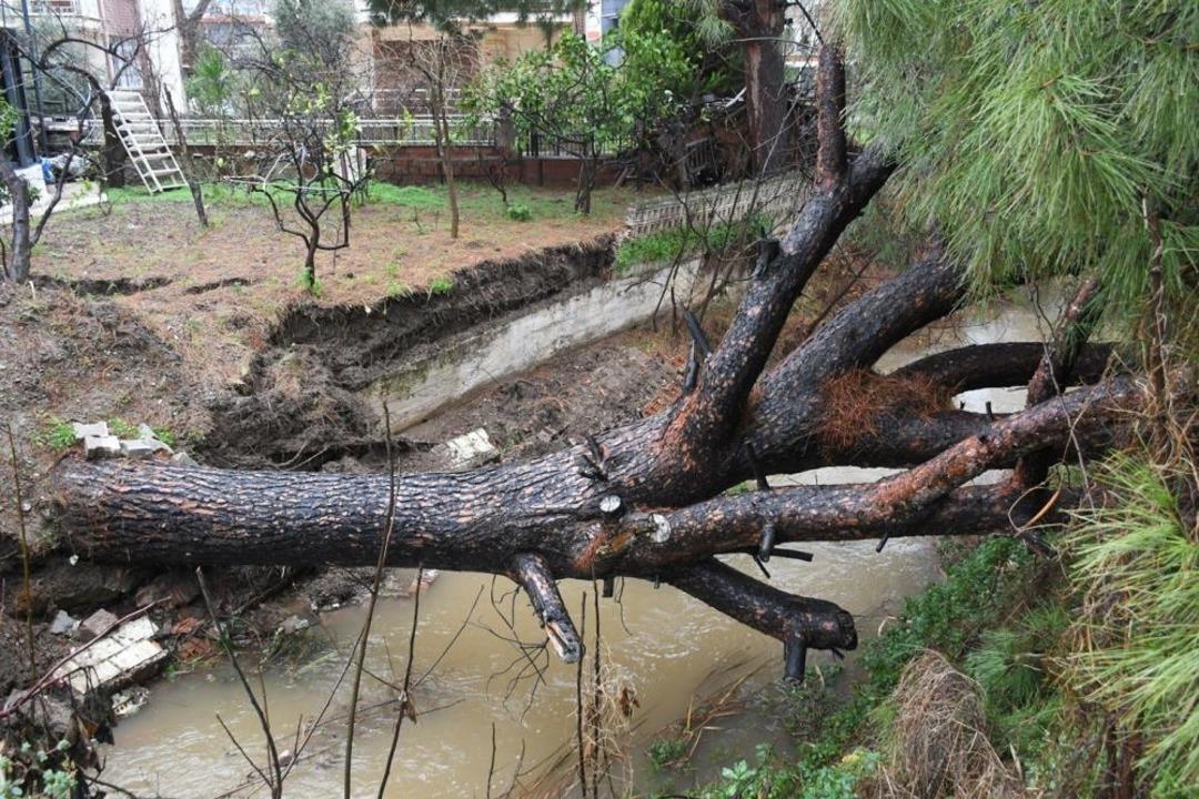 Kuşadası&rsquo;nda dereye devrilen &ccedil;am ağacı dere yatağını tıkadı, belediye ekipleri seferber oldu 1