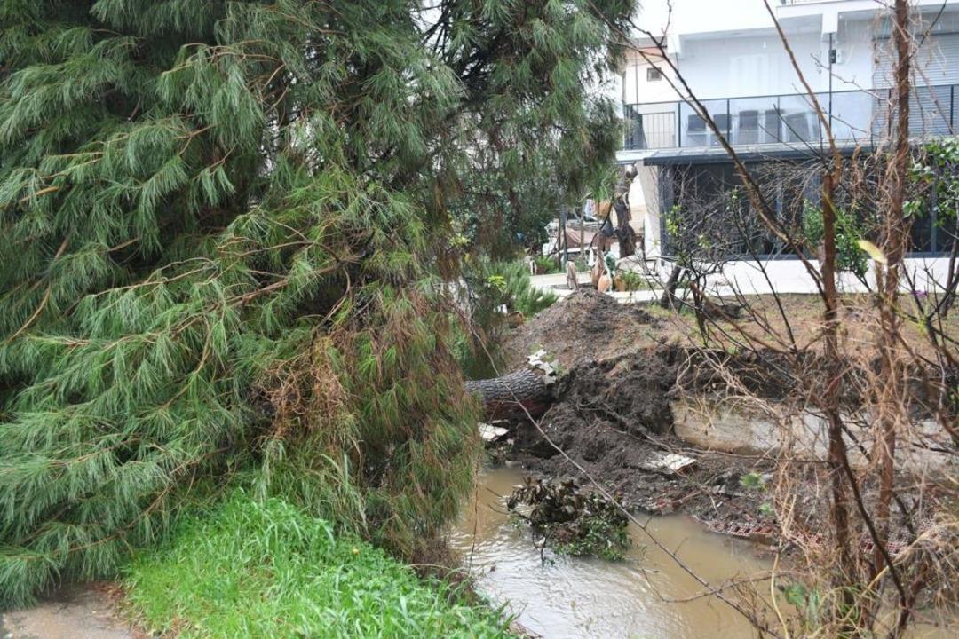 Kuşadası&rsquo;nda dereye devrilen &ccedil;am ağacı dere yatağını tıkadı, belediye ekipleri seferber oldu 2