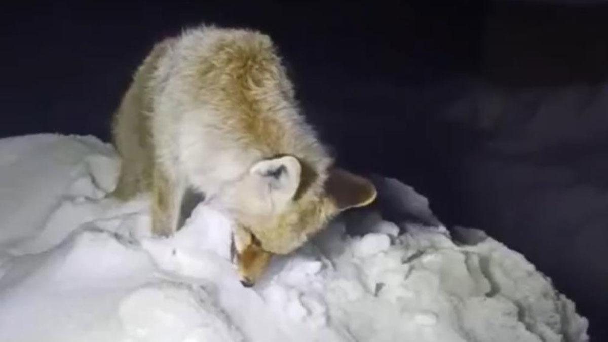 Tilki ayakta donmuş halde bulundu! Yüksekova’da şoke eden görüntü - Güncel Haberler