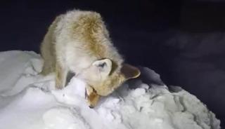 Tilki ayakta donmuş halde bulundu! Y&uuml;ksekova&rsquo;da şoke eden g&ouml;r&uuml;nt&uuml;