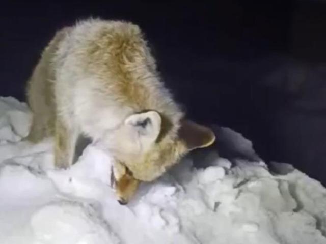 Yer: Y&uuml;ksekova! Tilki ayakta donmuş halde bulundu 