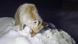 Tilki ayakta donmuş halde bulundu! Yüksekova’da şoke eden görüntü