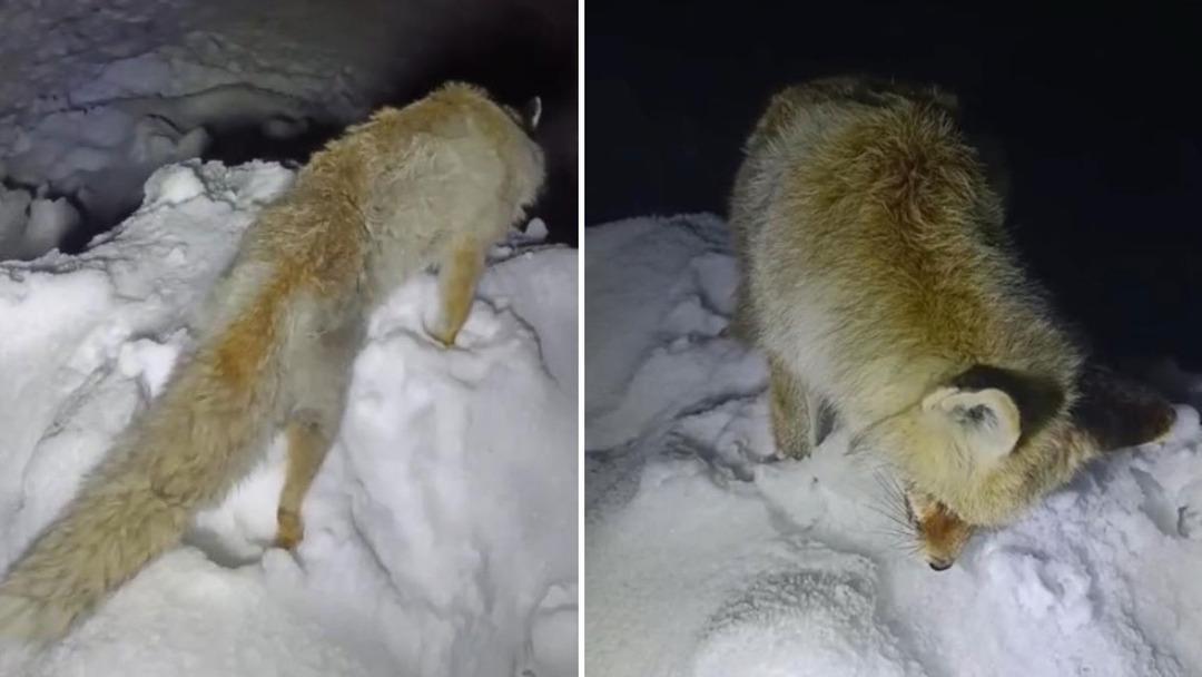 Tilki ayakta donmuş halde bulundu! Yüksekova’da şoke eden görüntü 1