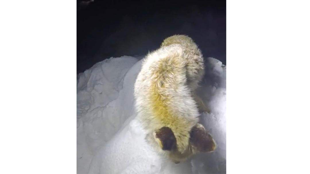 Tilki ayakta donmuş halde bulundu! Yüksekova’da şoke eden görüntü 2