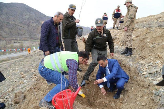 Afrin şehitleri anısına fidan diktiler