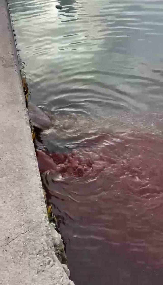 Bandırma’da deniz yüzeyi kırmızıya döndü 2