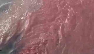 Bandırma&rsquo;da deniz y&uuml;zeyi kırmızıya d&ouml;nd&uuml;