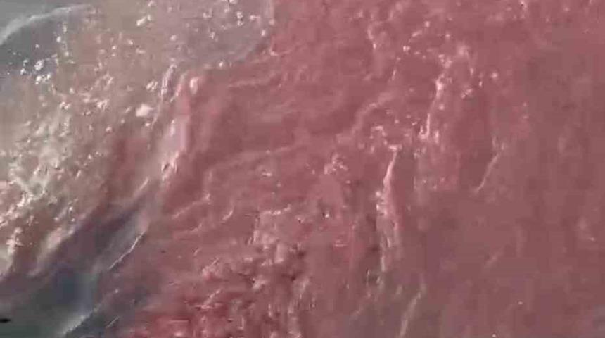 Bandırma&rsquo;da deniz y&uuml;zeyi kırmızıya d&ouml;nd&uuml;