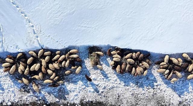 Hakkari&rsquo;de 1 bu&ccedil;uk metreyi aşan karda &ccedil;ift&ccedil;ilerin zorlu mesaisi s&uuml;r&uuml;yor 12