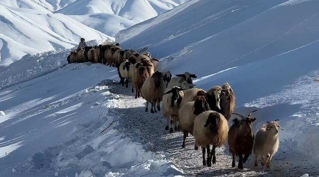 Hakkari&rsquo;de 1 bu&ccedil;uk metreyi aşan karda &ccedil;ift&ccedil;ilerin zorlu mesaisi s&uuml;r&uuml;yor 7