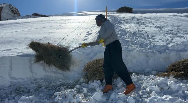 Hakkari&rsquo;de 1 bu&ccedil;uk metreyi aşan karda &ccedil;ift&ccedil;ilerin zorlu mesaisi s&uuml;r&uuml;yor 2