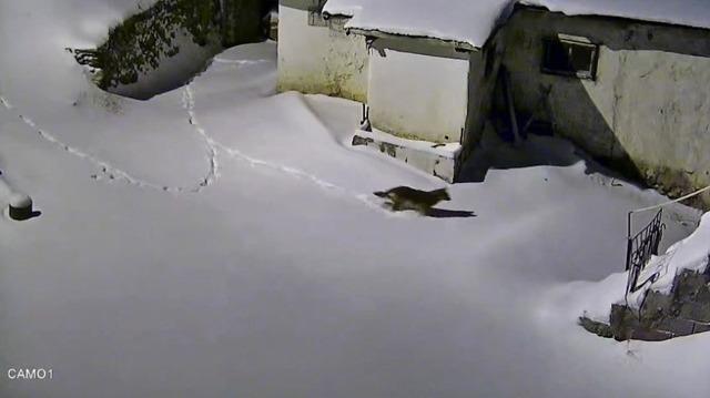 Elazığ&rsquo;da evin &ccedil;evresinde yiyecek arayan kurt kamerada 1