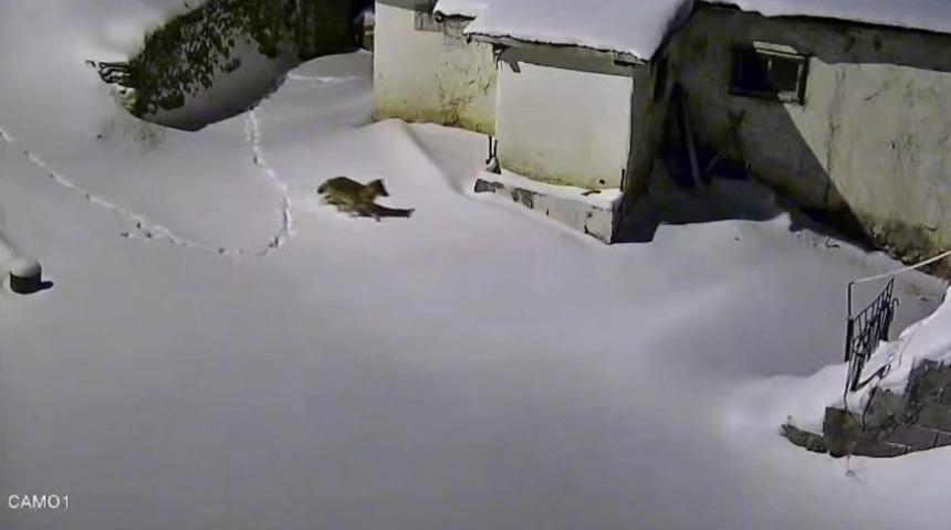 Elazığ&rsquo;da evin &ccedil;evresinde yiyecek arayan kurt kamerada