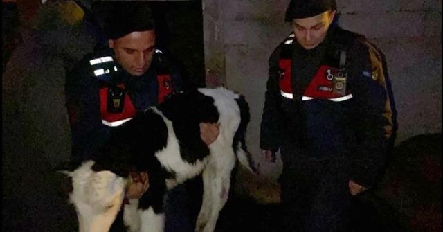 Nevşehir&rsquo;de b&uuml;y&uuml;kbaş hayvan hırsızları jandarmadan ka&ccedil;amadı 2