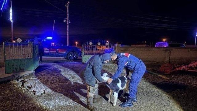 Nevşehir’de büyükbaş hayvan hırsızları jandarmadan kaçamadı