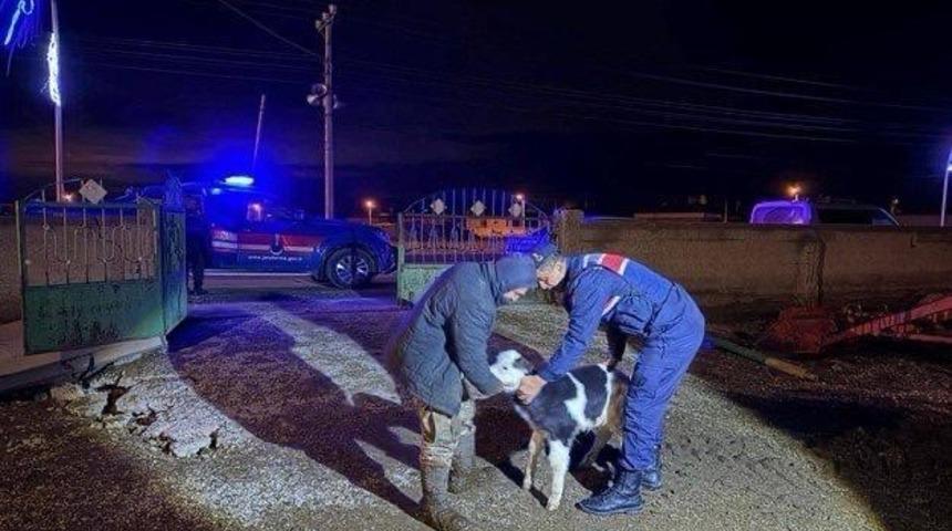 Nevşehir&rsquo;de b&uuml;y&uuml;kbaş hayvan hırsızları jandarmadan ka&ccedil;amadı