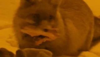 Hakkari&rsquo;de yerleşim alanına inen tilki kamerada