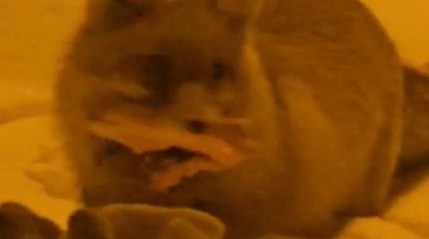 Hakkari&rsquo;de yerleşim alanına inen tilki kamerada