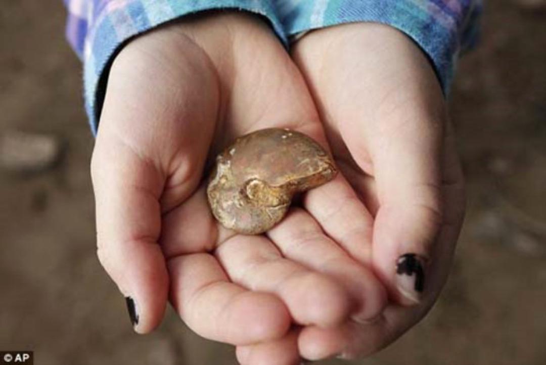 Tesad&uuml;fen 65 milyon yıllık fosil buldu