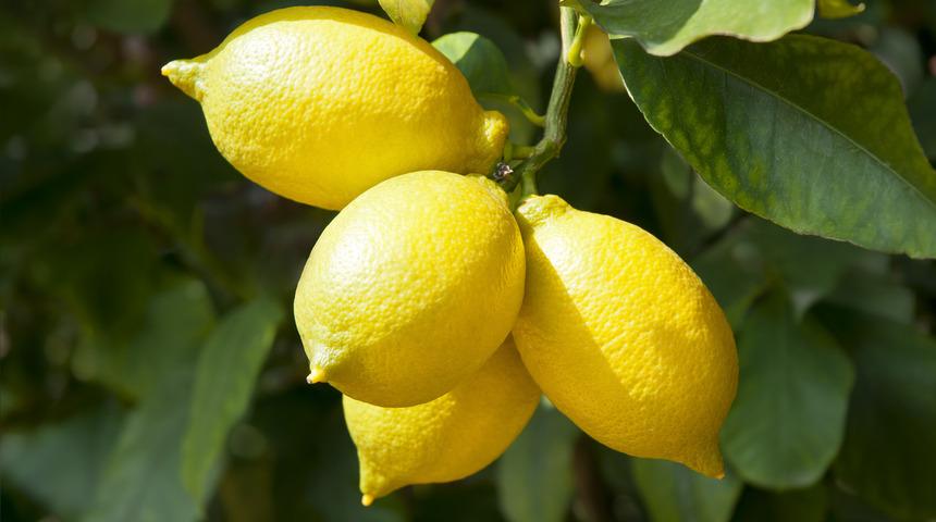 Olur mu demeyin! Limonla evde kişilik testi