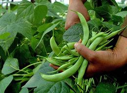 Şubat ayının zam şampiyonu taze fasulye