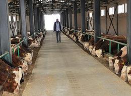 TKDK'den aldığı hibe desteğiyle çiftlik kurdu