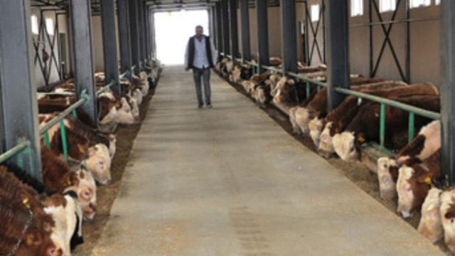 TKDK'den aldığı hibe desteğiyle çiftlik kurdu