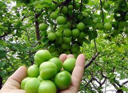 Yılın ilk erik hasadı yapıldı! Kilosu 150 TL’den satıldı