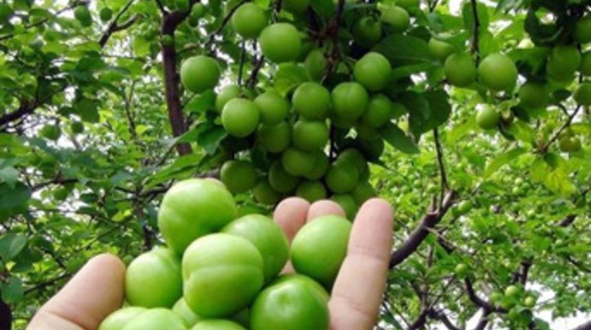 Yılın ilk erik hasadı yapıldı! Kilosu 150 TL’den satıldı