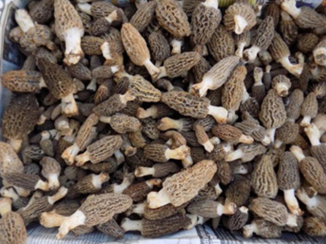 K&ouml;yl&uuml;lerin ge&ccedil;im kaynağı oldu! Kuzug&ouml;beği mantarı kilosu 100 TL&rsquo;den satılıyor