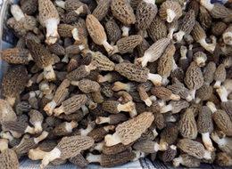 Kuzu göbeğinin fiyatı etle yarışıyor! Kilosu 90 TL'den satılıyor