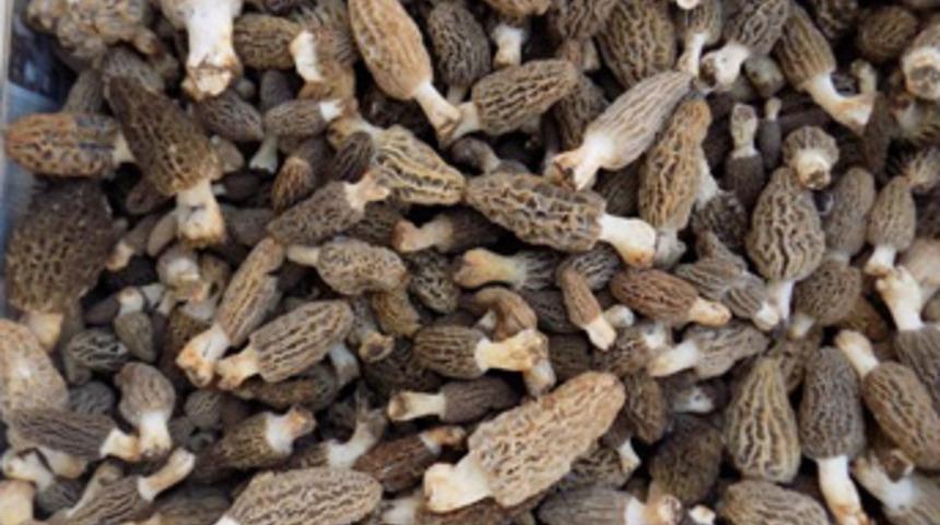 Kuzu göbeğinin fiyatı etle yarışıyor! Kilosu 90 TL'den satılıyor