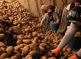 Türkiye Ziraat Odaları Birliği'den 'patates yiyin' uyarısı