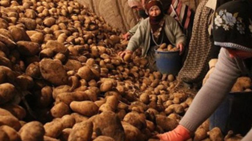 Türkiye Ziraat Odaları Birliği'den 'patates yiyin' uyarısı